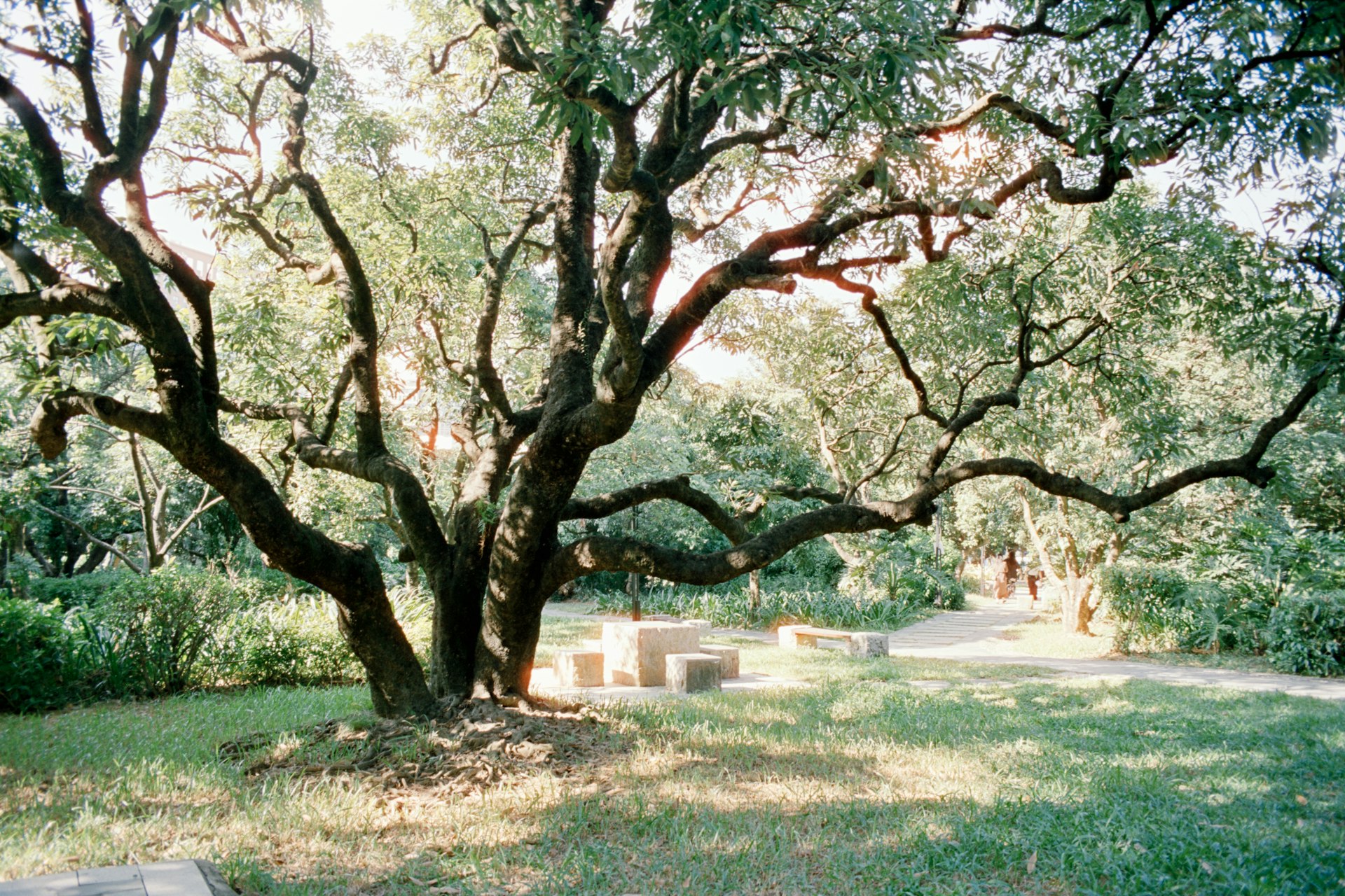 A large sprawling tree in a green park