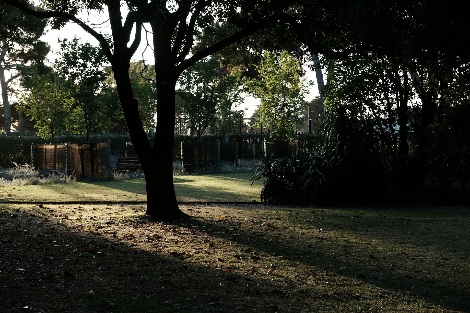 Sunlight streaming through park trees onto green grass